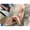 Image 3 : Whole Frozen Salmon Fish. Aprox 20"
