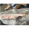 Image 5 : Whole Frozen Salmon Fish. Aprox 20"