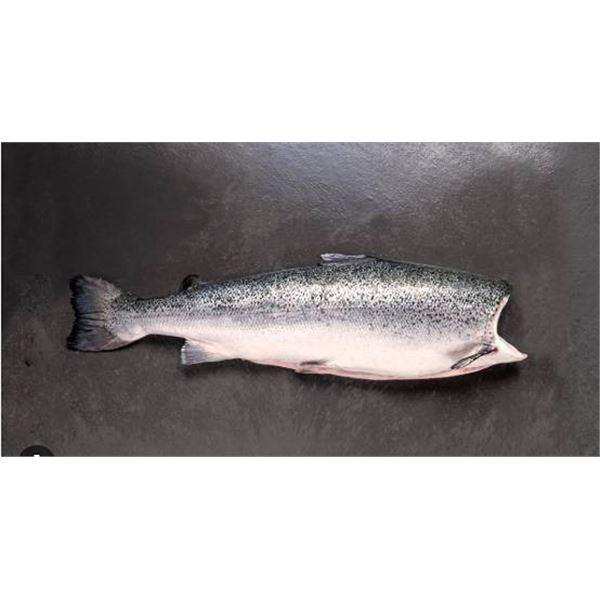 Whole Frozen Salmon Fish. Aprox 20"