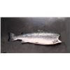 Image 1 : Whole Frozen Salmon Fish. Aprox 20"