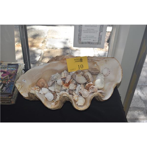 LARGE CLAM SHELL W/ASSORTED SHELLS (20")