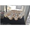 Image 2 : LARGE CLAM SHELL W/ASSORTED SHELLS (20")