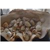 Image 4 : LARGE CLAM SHELL W/ASSORTED SHELLS (20")