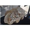 Image 5 : LARGE CLAM SHELL W/ASSORTED SHELLS (20")