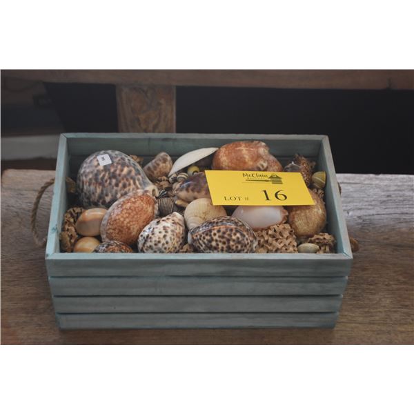 COLLECTION OF SEASHELLS IN WOODEN CRATE