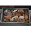 Image 2 : COLLECTION OF SEASHELLS IN WOODEN CRATE