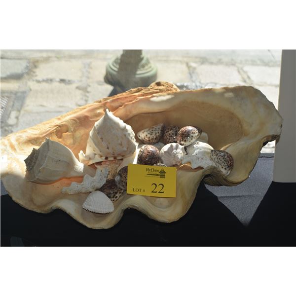 LARGE 26" CLAIM SHELL W/ASSORTED SEASHELLS