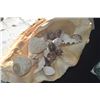 Image 2 : LARGE 26" CLAIM SHELL W/ASSORTED SEASHELLS