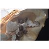 Image 3 : LARGE 26" CLAIM SHELL W/ASSORTED SEASHELLS