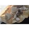 Image 4 : LARGE 26" CLAIM SHELL W/ASSORTED SEASHELLS
