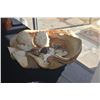 Image 5 : LARGE 26" CLAIM SHELL W/ASSORTED SEASHELLS