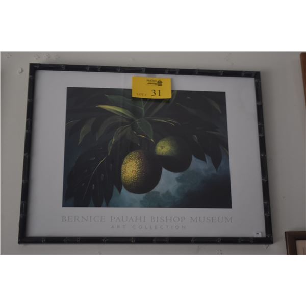 FRAMED BREADFRUIT POSTER, BISHOP MUSEUM PRESS (25" X 19")