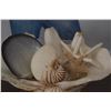 Image 2 : 19" CLAM SHELL W/ASSORTED SHELLS & CORAL (DOES NOT INCLUDE MAT)