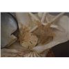 Image 3 : 19" CLAM SHELL W/ASSORTED SHELLS & CORAL (DOES NOT INCLUDE MAT)