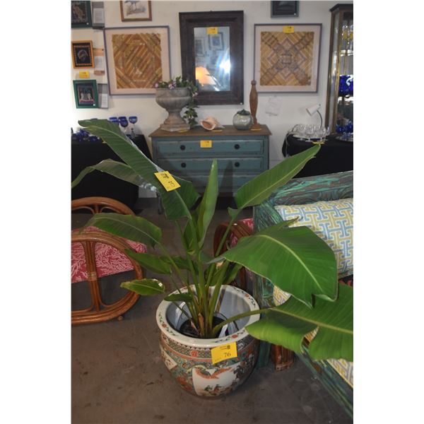 LIVE WHITE BIRD OF PARADISE PLANT (49")
