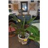 Image 1 : LIVE WHITE BIRD OF PARADISE PLANT (49")