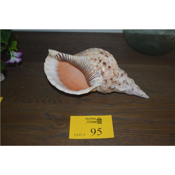 12" CHARONIA TRITONIS SHELL (TRITON'S TRUMPET)