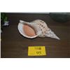 Image 1 : 12" CHARONIA TRITONIS SHELL (TRITON'S TRUMPET)