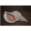 Image 2 : 12" CHARONIA TRITONIS SHELL (TRITON'S TRUMPET)