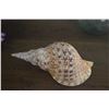 Image 3 : 12" CHARONIA TRITONIS SHELL (TRITON'S TRUMPET)