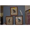 Image 1 : KOA FRAMED ANTIQUE COLLECTION OF POLYCHROME HAWAIIAN RARE HAWKS (19" X 16" EA.) (3 PCS)