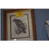 Image 2 : KOA FRAMED ANTIQUE COLLECTION OF POLYCHROME HAWAIIAN RARE HAWKS (19" X 16" EA.) (3 PCS)