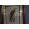 Image 4 : KOA FRAMED ANTIQUE COLLECTION OF POLYCHROME HAWAIIAN RARE HAWKS (19" X 16" EA.) (3 PCS)