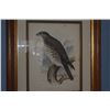 Image 6 : KOA FRAMED ANTIQUE COLLECTION OF POLYCHROME HAWAIIAN RARE HAWKS (19" X 16" EA.) (3 PCS)
