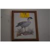 Image 2 : FRAMED VINTAGE PRINT OF NENE (HAWAIIAN GOOSE) BY DALE C. THOMPSON (12 3/4" X 15 3/4")