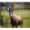 Image 2 : 10-Day South Africa Plains Game Safari for 2 Hunters