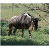 Image 3 : 10-Day South Africa Plains Game Safari for 2 Hunters