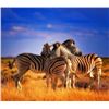 Image 4 : 10-Day South Africa Plains Game Safari for 2 Hunters