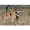 Image 2 : 3-Day South Texas Ram Hunt for 1 Hunter & 1 Guest