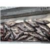 Image 2 : Captain's Choice Fishing Adventure for Six