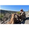 Image 1 : 3-Day, 2-Night Aoudad Hunt for 1 Hunter & 1 Non-Hunter