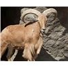Image 3 : 3-Day, 2-Night Aoudad Hunt for 1 Hunter & 1 Non-Hunter