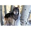 Image 2 : 5-Day Canadian Timber Wolf Hunt