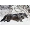 Image 4 : 5-Day Canadian Timber Wolf Hunt