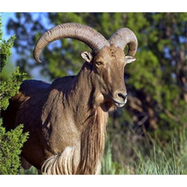 4-Day, 3-Night Trophy Hunt for 1 or 2 Hunters & 2 Non-Hunters Includes a Total of 4 Trophy Animals