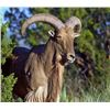 Image 1 : 4-Day, 3-Night Trophy Hunt for 1 or 2 Hunters & 2 Non-Hunters Includes a Total of 4 Trophy Animals