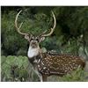 Image 4 : 4-Day, 3-Night Trophy Hunt for 1 or 2 Hunters & 2 Non-Hunters Includes a Total of 4 Trophy Animals