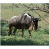 Image 3 : 10-Day South Africa Plains Game Safari for 2 Hunters