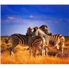 Image 4 : 10-Day South Africa Plains Game Safari for 2 Hunters