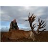 Image 4 : Red Stag Hunt in Argentina for 7 Days During the Roar!
