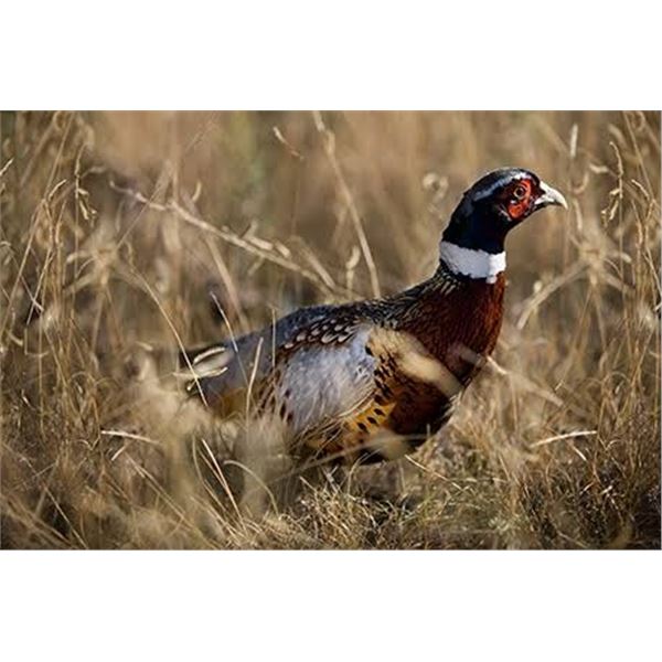 Wingshooting for 6 People at The Bluffs—Colorado’s Finest Lodge