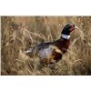 Image 1 : Wingshooting for 6 People at The Bluffs—Colorado’s Finest Lodge