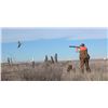 Image 2 : Wingshooting for 6 People at The Bluffs—Colorado’s Finest Lodge