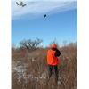 Image 5 : Wingshooting for 6 People at The Bluffs—Colorado’s Finest Lodge