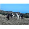 Image 6 : Coues Deer Hunt for 5 Days in Sonora, Mexico