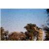 Image 4 : 4 Day Argentina High Volume Dove Hunt for up to 20 Hunters!